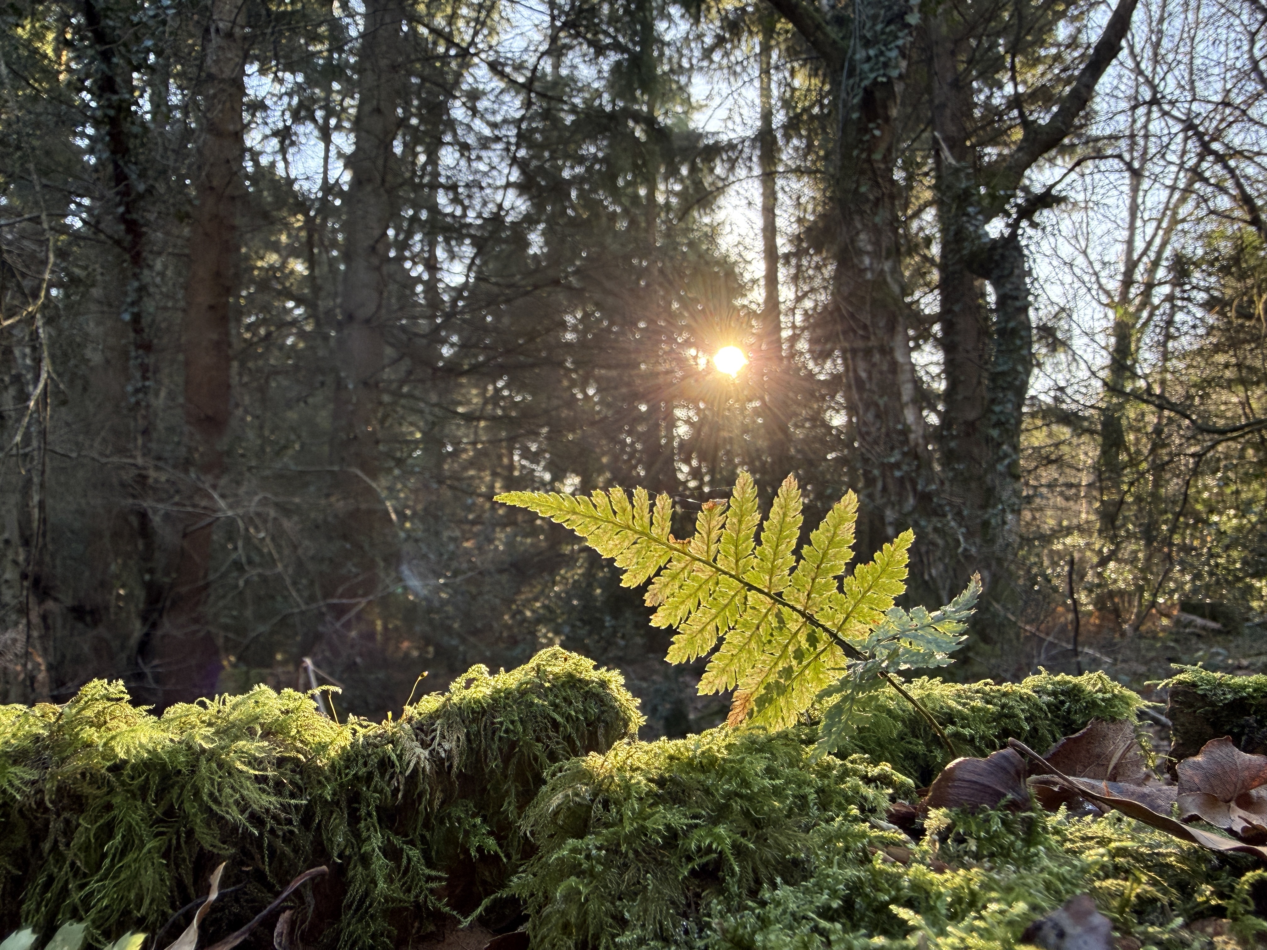 What is Transpersonal Creative Arts Counselling?